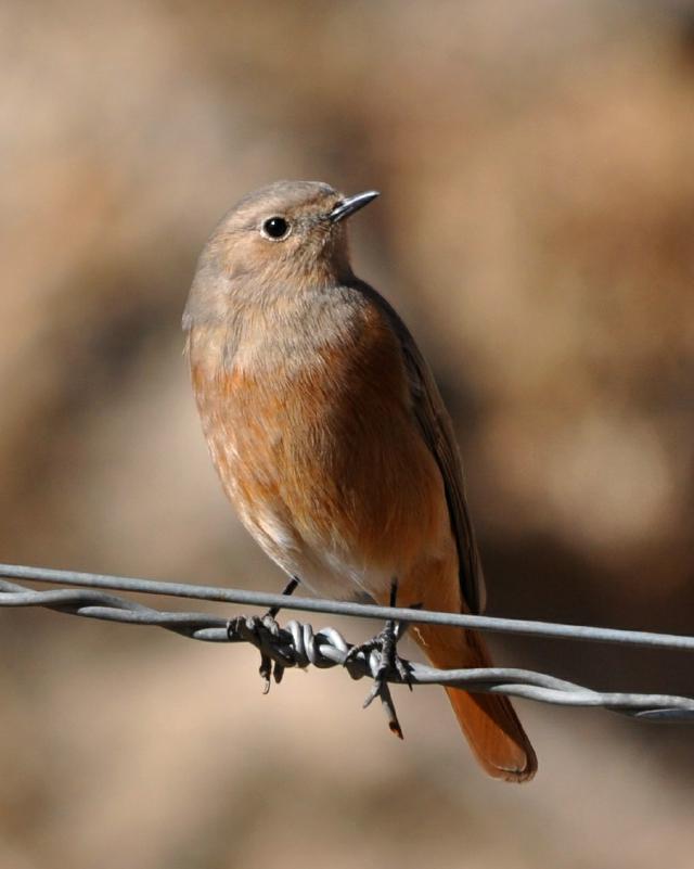 white winged redstart female on barbed wire